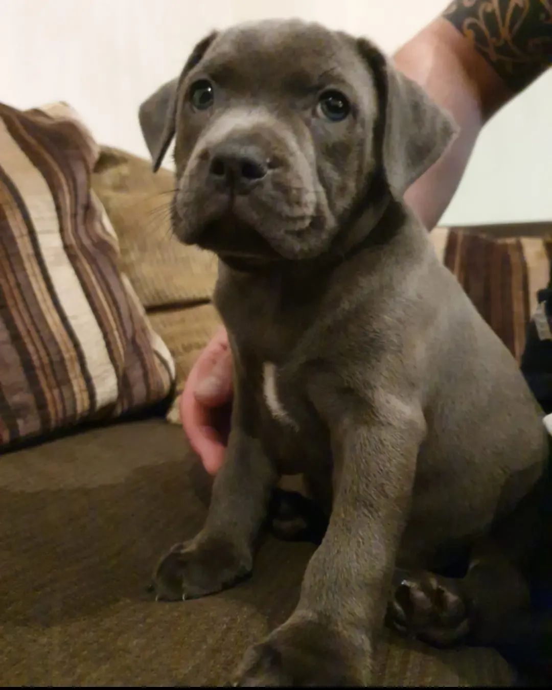 Rocco, cachorro macho Pitbull